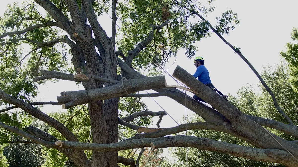 Professional Crown Thinning performed by certified arborists in Glencross
